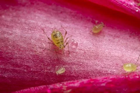 Aphid on cactus flower Stock Photos