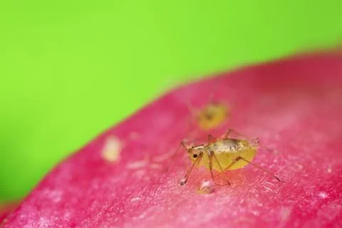 Aphid on cactus flower Stock Photos