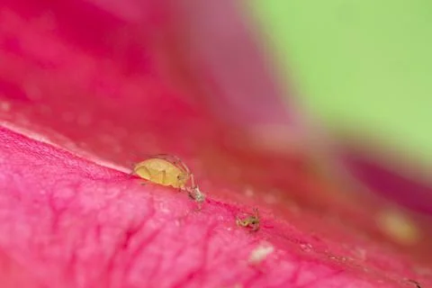 Aphid on cactus flower Stock Photos
