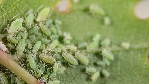 Aphid close-up on a green leaf. Stock-Footage 251533987