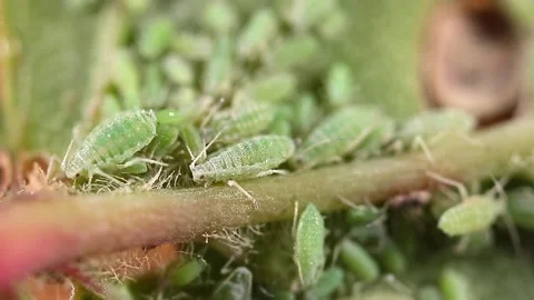 Aphid close-up on a green leaf. Stock-Footage 251534150