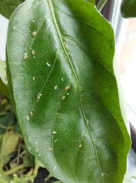 Aphid close up on a green leaf Stock Photos