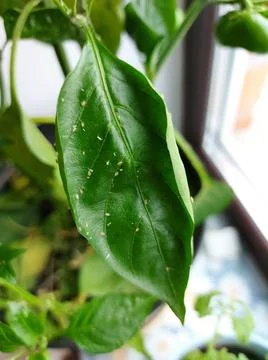 Aphid close up on a green leaf Stock Photos