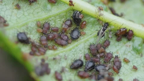 Aphid close up macro on a green leaf. Damaged plant leaves, devouring. Stock Footage 244453718