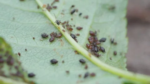 Aphid close up macro on a green leaf. Damaged plant leaves, devouring. Selective Stock Footage 244697841