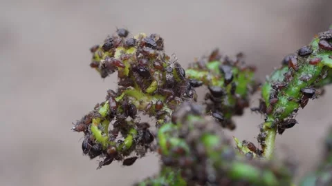 Aphid close up macro on a green leaf. Damaged plant leaves, devouring. Selective Stock Footage 244924460