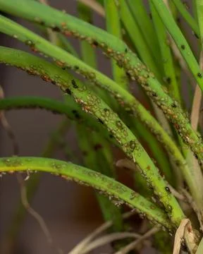 Aphid colony attacking vegetables green chives, macro photo, lots of details Stock Photos