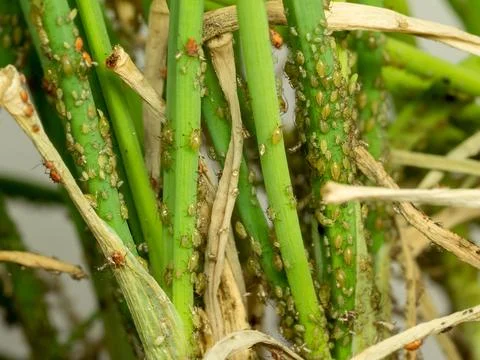 Aphid colony attacking vegetables green chives, macro photo, lots of details Stock Photos