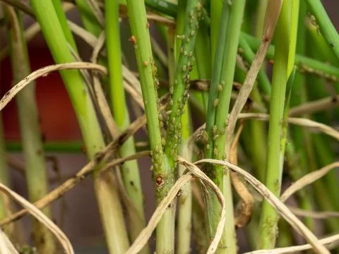 Aphid colony attacking vegetables green chives, macro photo, lots of details Stock Photos