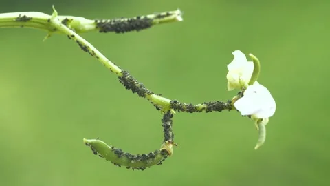 Aphid Colony Stock Footage 330344071