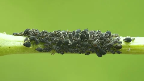 Aphid Colony Stock Footage 331930772