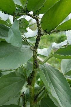 Aphid colony infesting broad bean plant stem Stock Photos