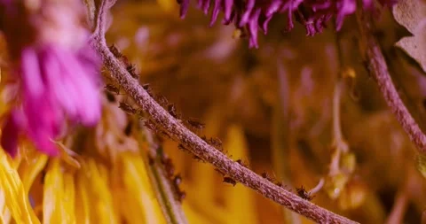 Aphid crawling Stock Footage 146478632