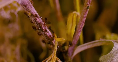 Aphid crawling on the stem Stock Footage 146478529