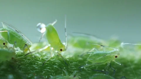 Aphid excrete the drop Stockbeeldmateriaal 90008291