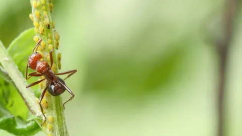Aphid Farmers the Red Drop Tail Ants Stock Footage 342198085