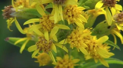 Aphid On A Flower Closeup 2 Video stock 7759841