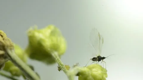 Aphid Stock Footage