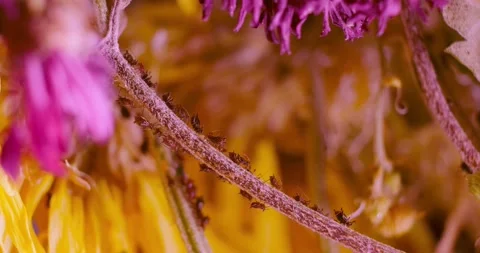 Aphid Stock Footage 146478656