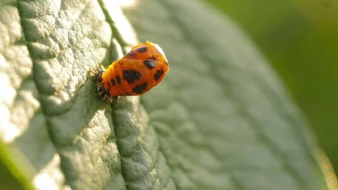 Aphid 스톡 동영상 248726344