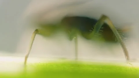 Aphid Stockbeeldmateriaal 313616695