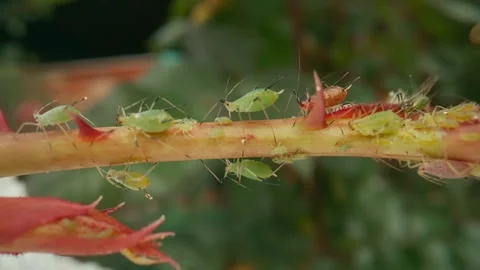 Aphid infestation. Aphids and beetles cause irreparable harm to the plant Stock Footage 246377585