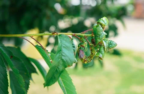 Aphid Infestation on Cherry Tree Leaves Showing Plant Damage and Parasites Фото