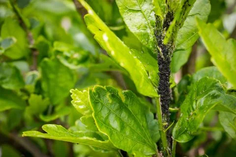 Aphid Infestation Stock Photos