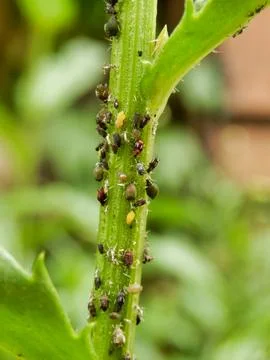 Aphid Infestation. 写真素材