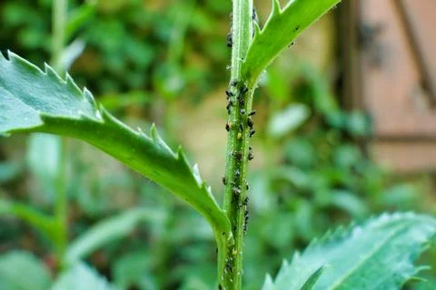 Aphid Infestation. Stock Photos