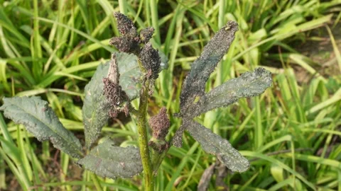 Aphid Infestation on Plant 스톡 동영상 332586857