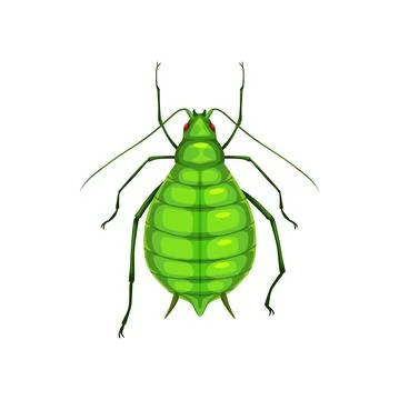 Aphid, insect parasite bug pest control, greenfly Stock Illustration