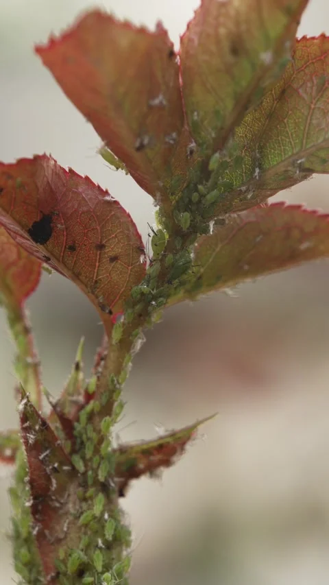 Aphid. Insects that affect roses are often considered pests. Protection of roses Stock Footage 320520418