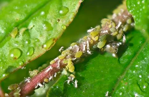 Aphid insects on a branch Stock Photos