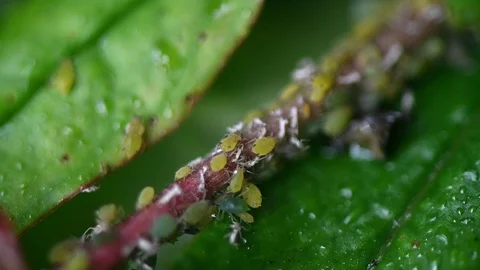 Aphid insects Stock Footage 127221573