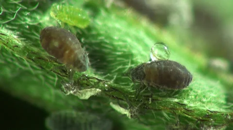 Aphid insects macro Stock Footage 38485084