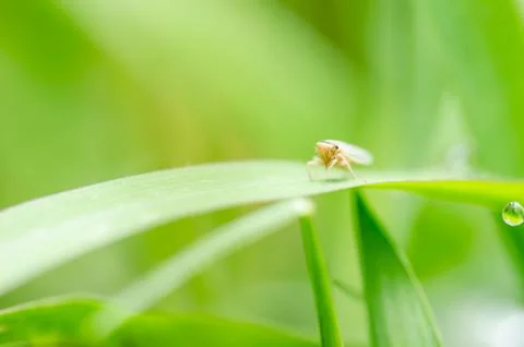 Aphid on the leaf Stock Photos