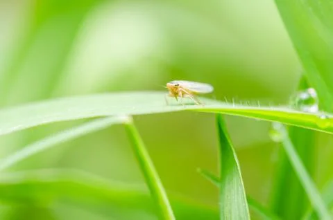 Aphid on the leaf Stock Photos