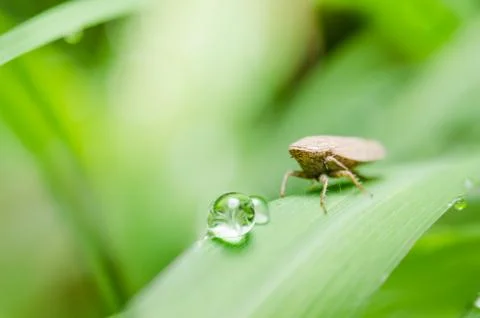 Aphid on the leaf Stock-Fotos