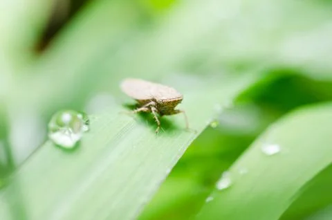 Aphid on the leaf Stock Photos