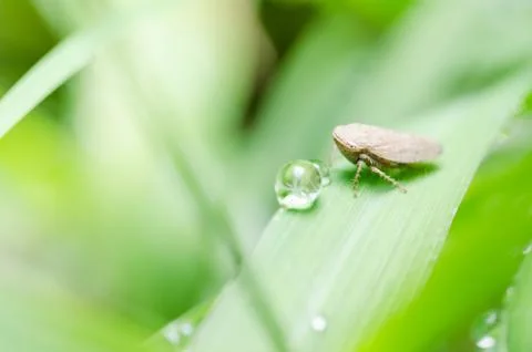 Aphid on the leaf Stock Photos
