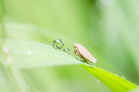 Aphid on the leaf Stock Photos