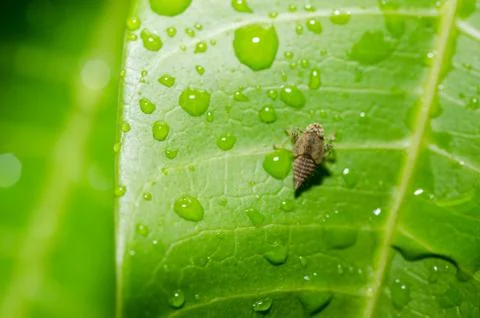Aphid on the leaf Stock Photos