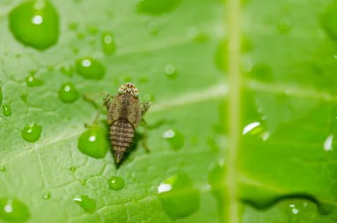 Aphid on the leaf Stock Photos