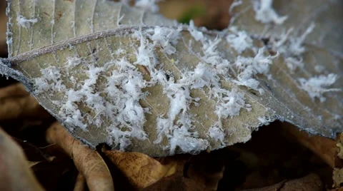 Aphid left cases on the dry leaf 스톡 동영상 47895980