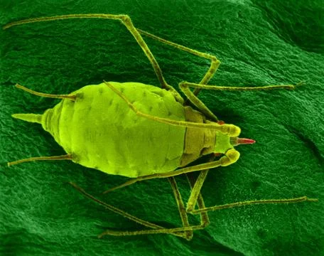 Aphid mummy on a bean leaf, SEM Stock Photos