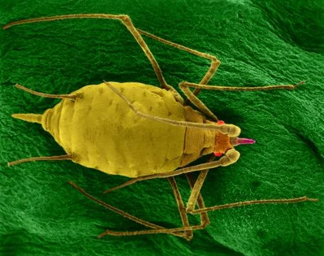 Aphid mummy on a bean leaf, SEM Stock Photos