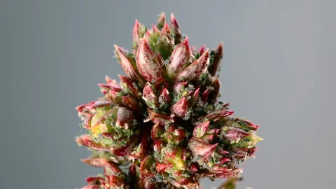 Aphid Party Stock Footage 129696954