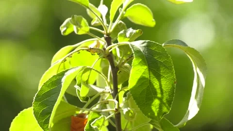 Aphid, a pest, on an apple tree branch. Video stock 223817033