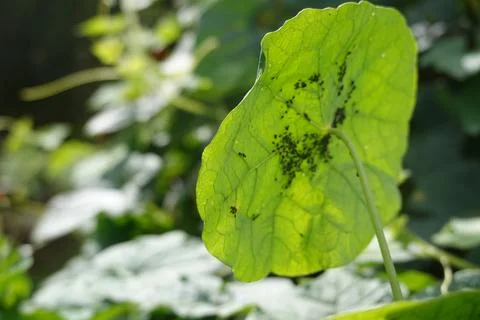 Aphid pest attack on backyard garden crop. aphid attacks nasturtium trap plan Stock Photos